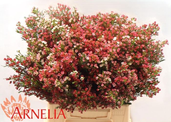 <h4>CHAME UN MY SWEET 16</h4>