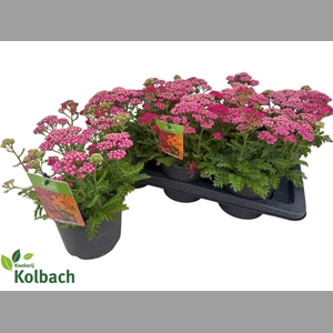 ACHI MILLEFOLIUM
