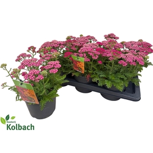 ACHI MILLEFOLIUM