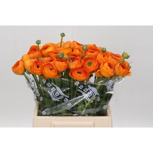 Ranunculus Clooney Lambada Extra