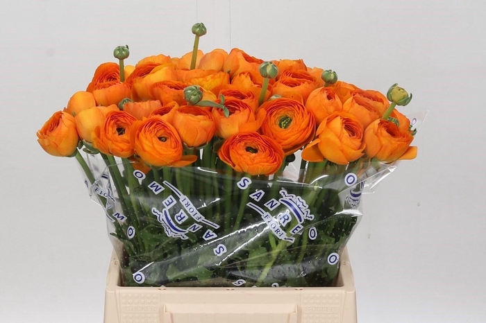 <h4>Ranunculus Clooney Lambada Extra</h4>