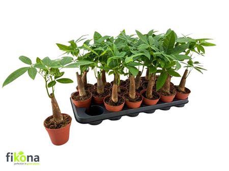 <h4>Pachira Aquatica</h4>