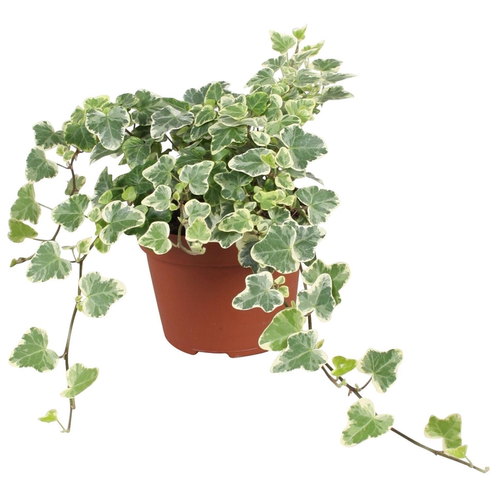 <h4>Hedera helix 'White Wonder'</h4>