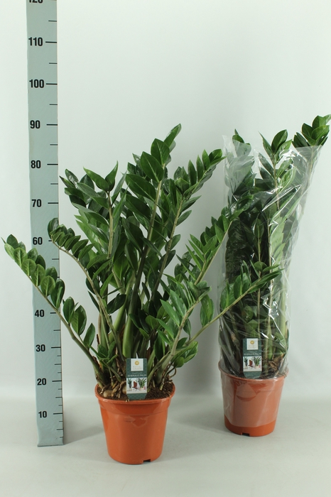 <h4>ZAMIO ZAMIIFOLIA</h4>