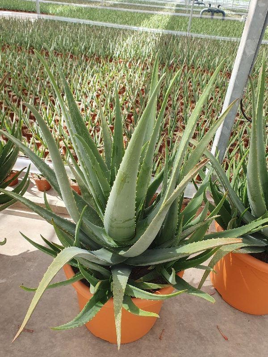 <h4>Aloe Vera</h4>