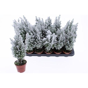 Cham L Ellwoodii Snow