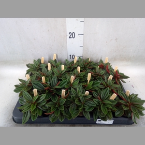 Peperomia caperata 'Rosso'