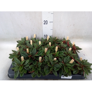Peperomia caperata 'Rosso'