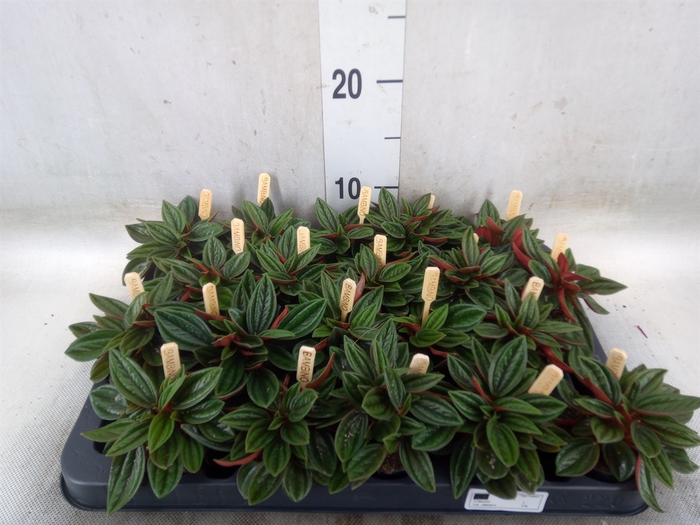 <h4>Peperomia caperata 'Rosso'</h4>