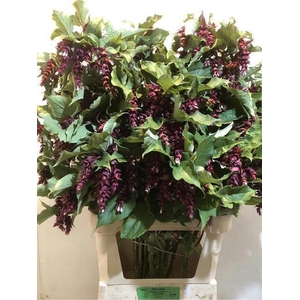 Leycester F Purple R