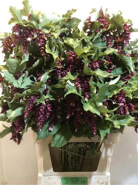 <h4>Leycester F Purple R</h4>