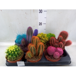 Cactus   ...