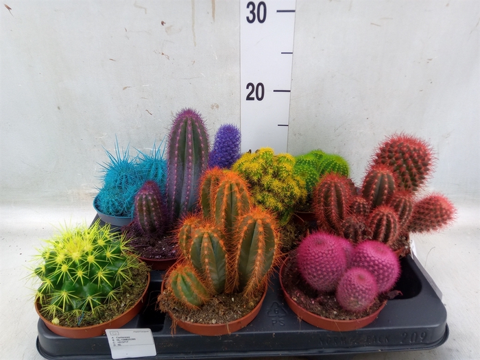 <h4>Cactus   ...</h4>