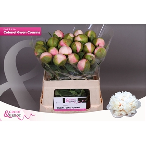 Paeonia Col Owen Cousin