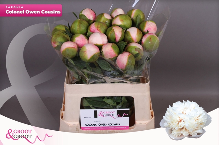 <h4>Paeonia Col Owen Cousin</h4>