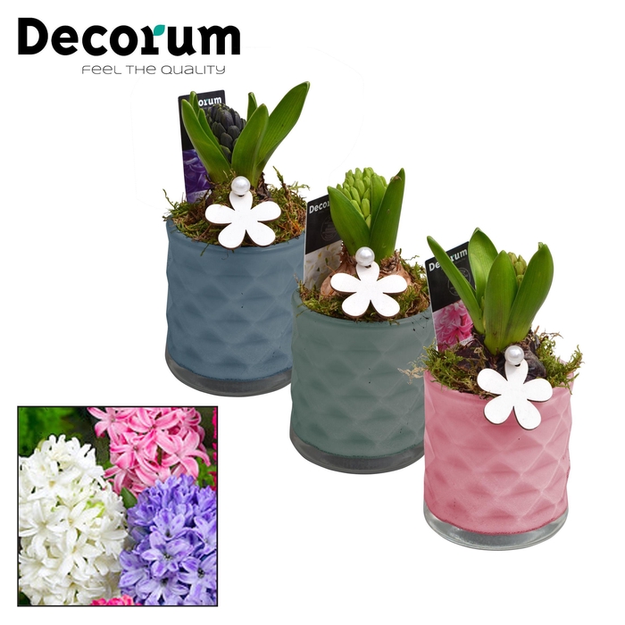 <h4>ARR HYACINTH</h4>