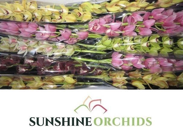 <h4>CYMB MI GEM</h4>