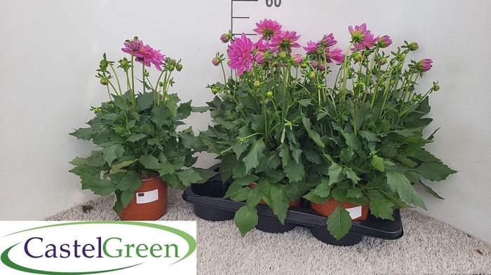<h4>DAHL D LAB GR ROSE</h4>