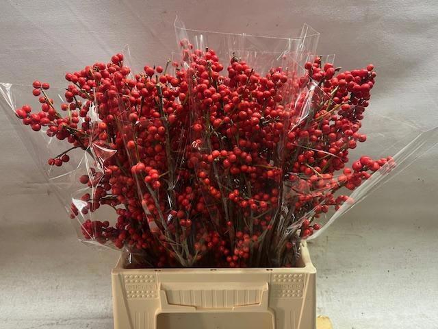 <h4>ILEX VE RODE BES</h4>