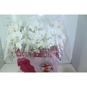 PHALAENOPSIS CASCATA P15 BRANCO 2 HT
