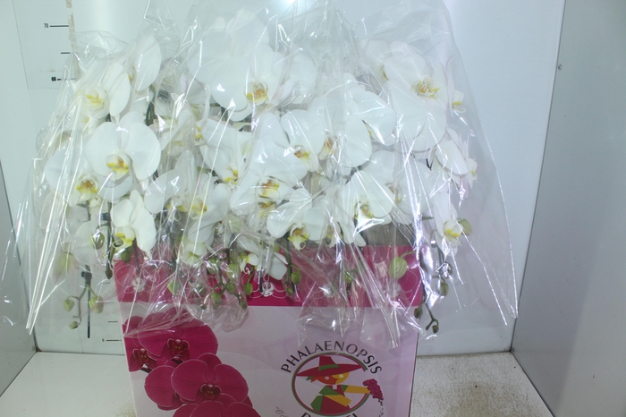 <h4>PHALAENOPSIS CASCATA P15 BRANCO 2 HT</h4>