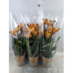 Phalaenopsis multi. 'Ant Las Vegas'