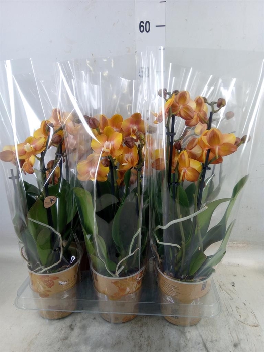 <h4>Phalaenopsis multi. 'Ant Las Vegas'</h4>