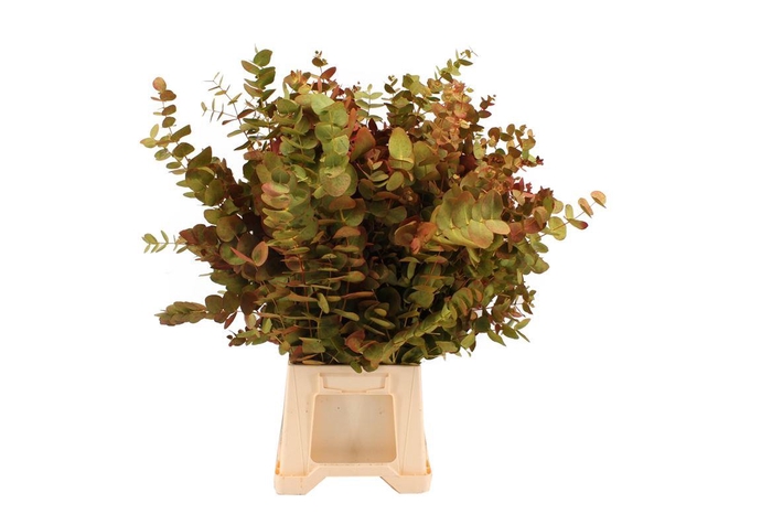 <h4>Euca Cinerea Herfst</h4>