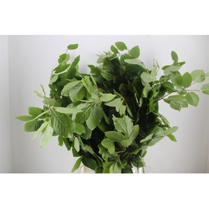 Beuk Naturel P Bunch