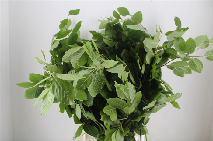 <h4>Beuk Naturel P Bunch</h4>