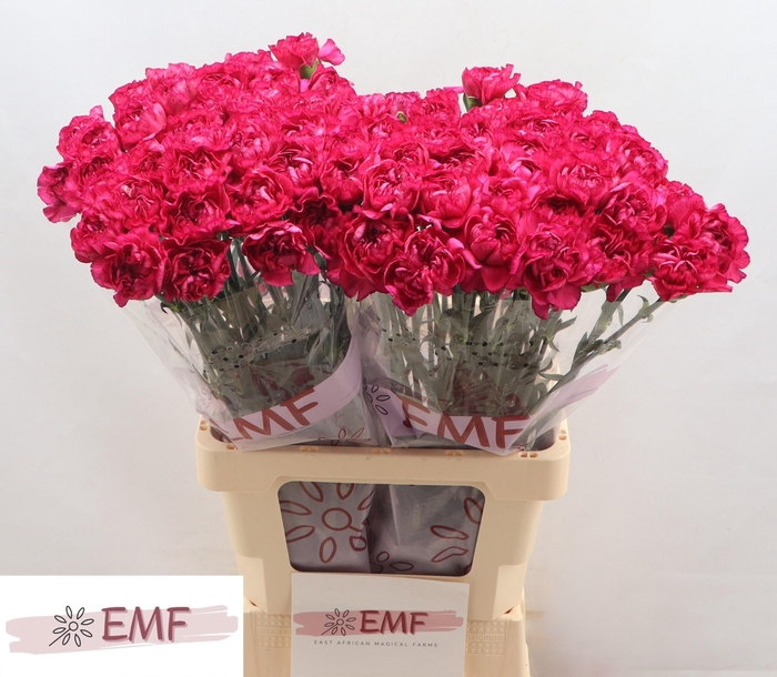 <h4>DI ST PURPLE STORM+</h4>