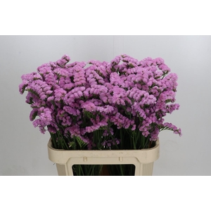 Limonium sinuatum Lucia Pink