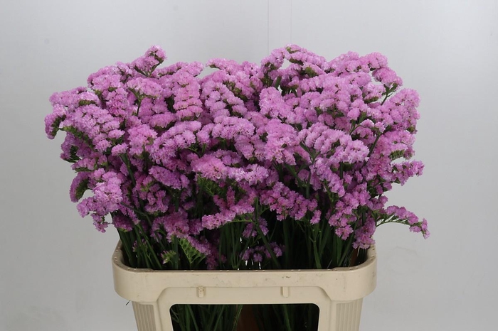 <h4>Limonium sinuatum Lucia Pink</h4>