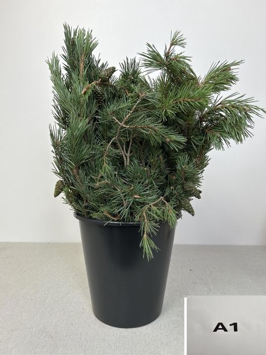 <h4>PINUS MUGO PB</h4>