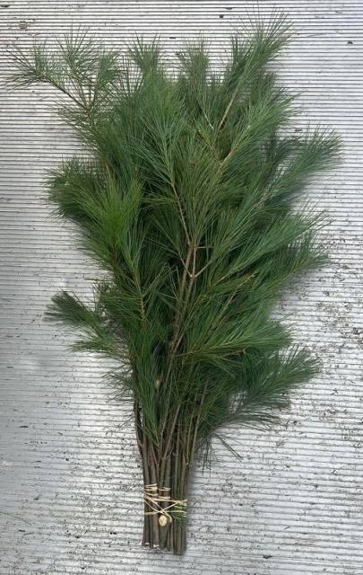 <h4>PINUS STROBUS BUND</h4>