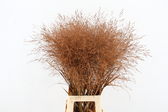 <h4>Gras Paint Caramel</h4>