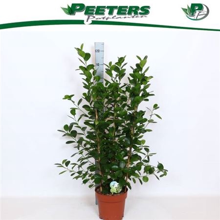 <h4>Ficus microcarpa 'Moclame'</h4>