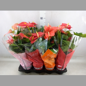 Anthurium   ...mix 4