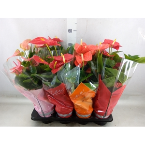 Anthurium   ...mix 4