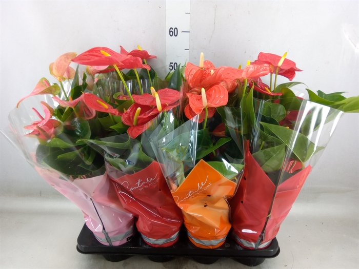 <h4>Anthurium   ...mix 4</h4>