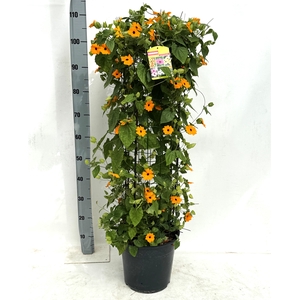 THUN SUZ ORANGE W EY