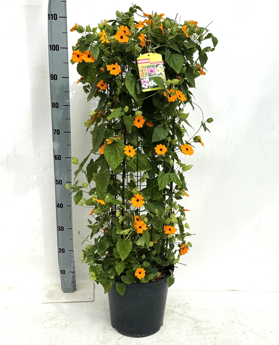 <h4>THUN SUZ ORANGE W EY</h4>