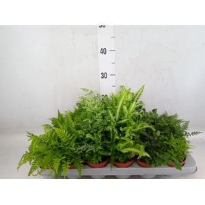 Ferns   ...mix