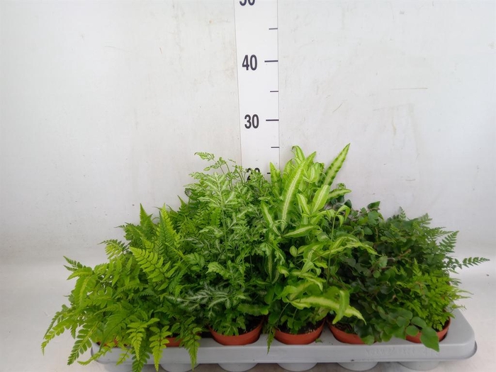 <h4>Ferns   ...mix</h4>