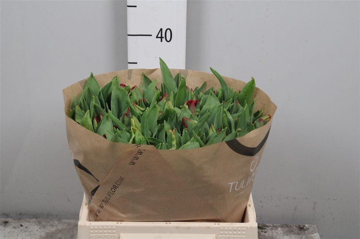 <h4>Tu Pa Seadov Parrot</h4>