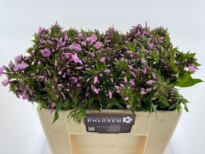 <h4>PHLOX SWEET LEXY</h4>