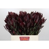 Leucadendron Saf Sunset Dark R.Spray