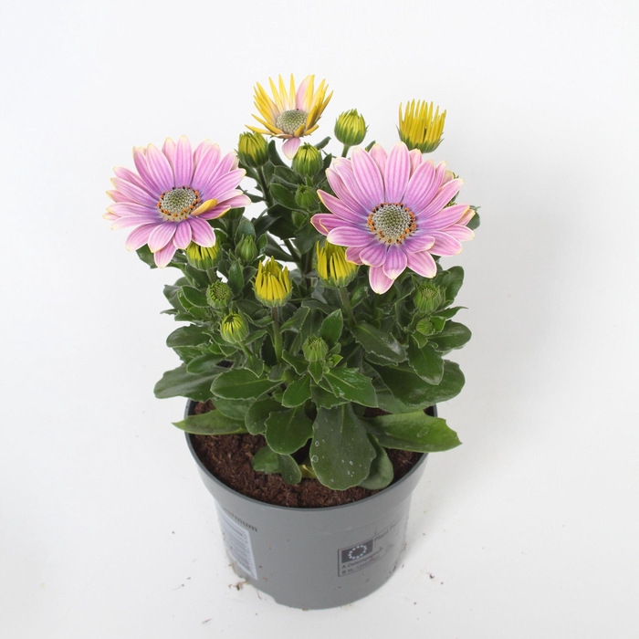 <h4>Osteospermum Rosita p10,5</h4>