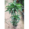 Dracaena overig