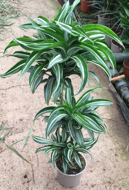 Dracaena overig